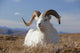 A Dall Sheep Ram Lies On A High Mountain Meadow Wall Mural