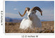 A Dall Sheep Ram Lies On A High Mountain Meadow Wall Mural