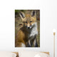 A Red Fox Kit Looks At Camera From Wall Mural