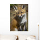 A Red Fox Kit Looks At Camera From Wall Mural