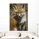 A Red Fox Kit Looks At Camera From Wall Mural