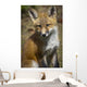 A Red Fox Kit Looks At Camera From Wall Mural