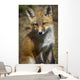 A Red Fox Kit Looks At Camera From Wall Mural