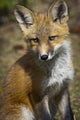 A Red Fox Kit Looks At Camera From Wall Mural