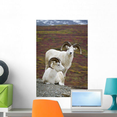 Two Dall Sheep Rams Wall Mural shown on a wall