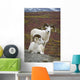 Two Dall Sheep Rams On Hillside Overlooking Tundra Wall Mural