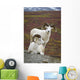 Two Dall Sheep Rams On Hillside Overlooking Tundra Wall Mural