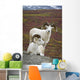 Two Dall Sheep Rams On Hillside Overlooking Tundra Wall Mural