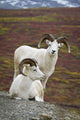 Two Dall Sheep Rams On Hillside Overlooking Tundra Wall Mural