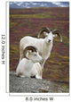 Two Dall Sheep Rams On Hillside Overlooking Tundra Wall Mural