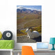 A Dall Ram Lies Wall Mural