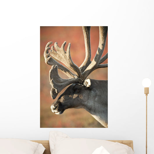 Profile View Of A Male Caribou With Large Antler Rack Wall Mural