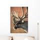 Profile View Of A Male Caribou With Large Antler Rack Wall Mural