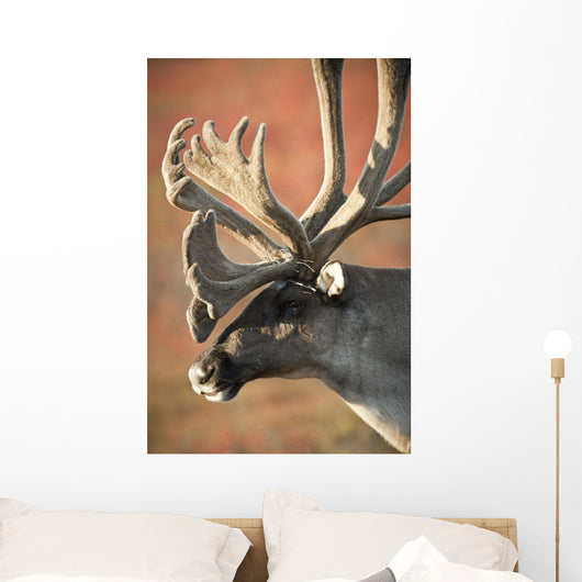 Profile View Of A Male Caribou With Large Antler Rack Wall Mural