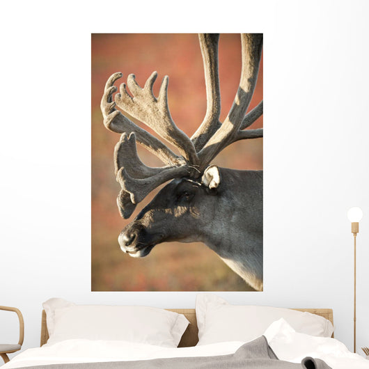 Profile View Of A Male Caribou With Large Antler Rack Wall Mural