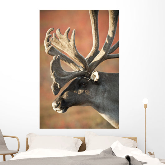 Profile View Of A Male Caribou With Large Antler Rack Wall Mural