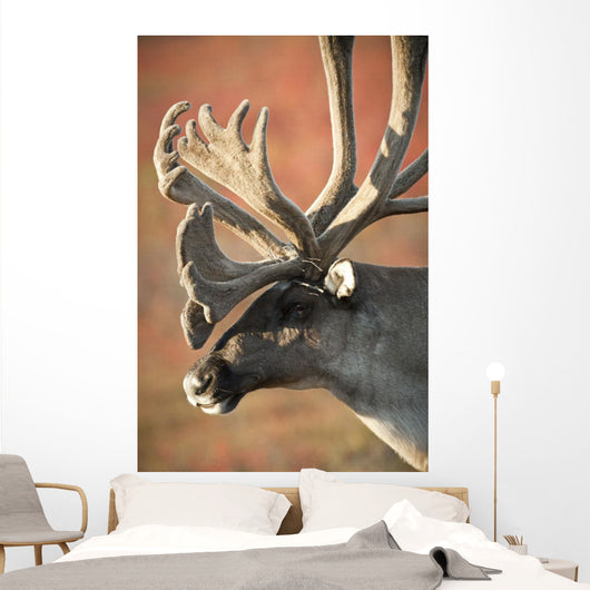 Profile View Of A Male Caribou With Large Antler Rack Wall Mural