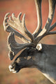 Profile View Of A Male Caribou With Large Antler Rack Wall Mural