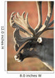 Profile View Of A Male Caribou With Large Antler Rack Wall Mural