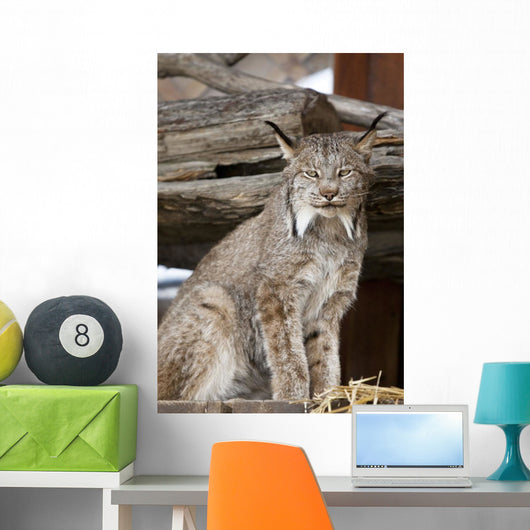 Captive Wall Mural