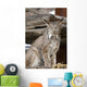 Captive Wall Mural
