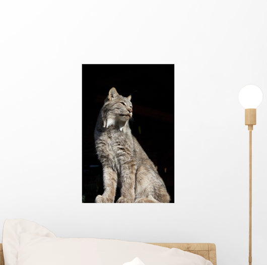 Captive Wall Mural