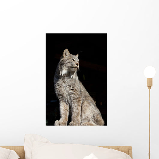 Captive Wall Mural