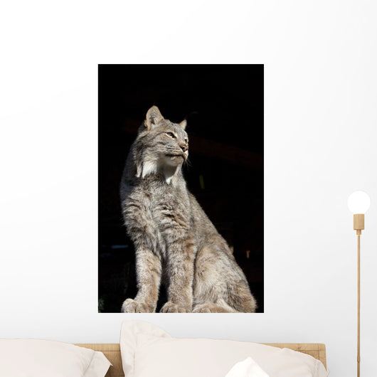 Captive Wall Mural