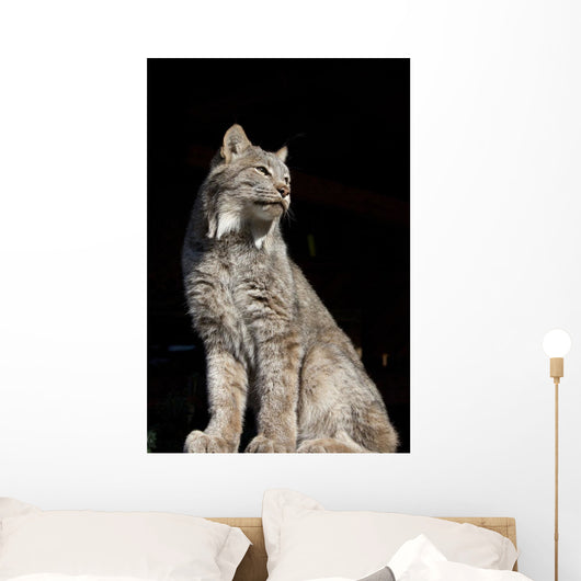 Captive Wall Mural
