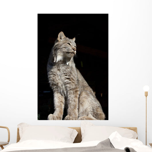 Captive Wall Mural