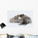 Captive Wall Mural