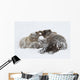 Captive Wall Mural