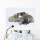 Captive Wall Mural