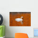 Trumpeter Swan In The Sunset Lit Water Of Potter Marsh Wall Mural