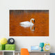 Trumpeter Swan In The Sunset Lit Water Of Potter Marsh Wall Mural