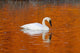 Trumpeter Swan In The Sunset Lit Water Of Potter Marsh Wall Mural