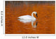 Trumpeter Swan In The Sunset Lit Water Of Potter Marsh Wall Mural