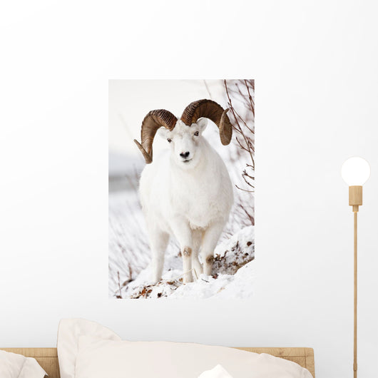 Front View Of A Full-Curl Dall Sheep Ram Wall Mural