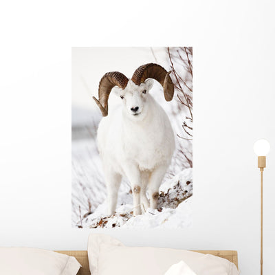 Front Full-curl Dall Sheep Wall Mural shown on a wall