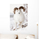 Front View Of A Full-Curl Dall Sheep Ram Wall Mural
