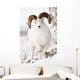 Front View Of A Full-Curl Dall Sheep Ram Wall Mural