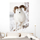 Front View Of A Full-Curl Dall Sheep Ram Wall Mural
