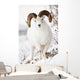 Front View Of A Full-Curl Dall Sheep Ram Wall Mural