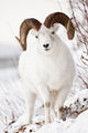 Front View Of A Full-Curl Dall Sheep Ram Wall Mural