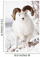 Front View Of A Full-Curl Dall Sheep Ram Wall Mural