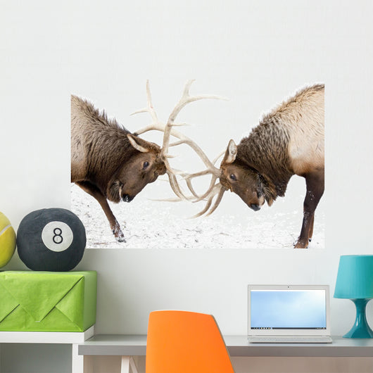 Captive Wall Mural