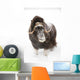 Captive Wall Mural