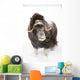 Captive Wall Mural