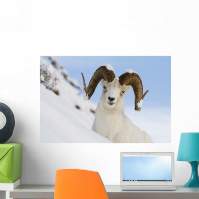 Up Full-curl Ram Dall Wall Mural shown on a wall
