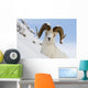 Close Up Of A Full-Curl Ram Dall Sheep Standing On A Steep Slope Wall Mural